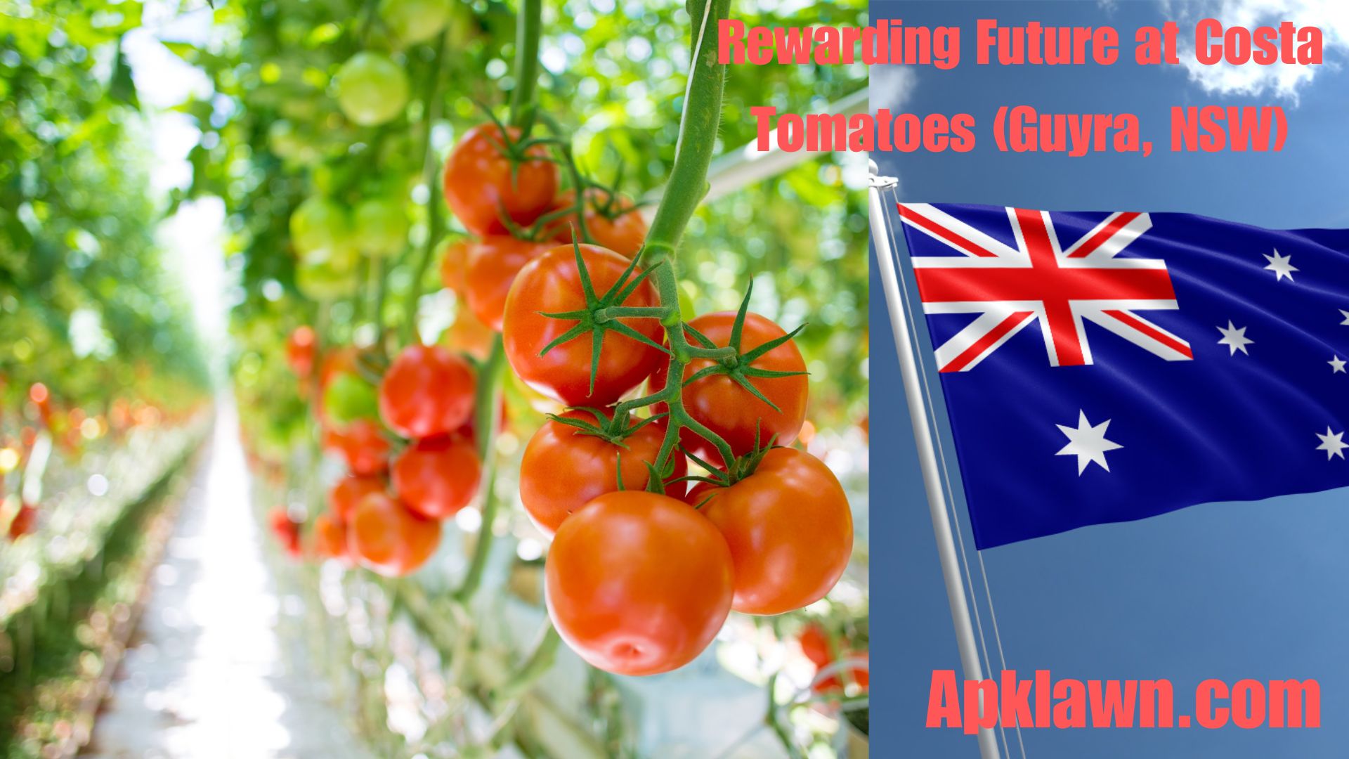 Crave Career Growth? Cultivate a Rewarding Future at Costa Tomatoes (Guyra, NSW)