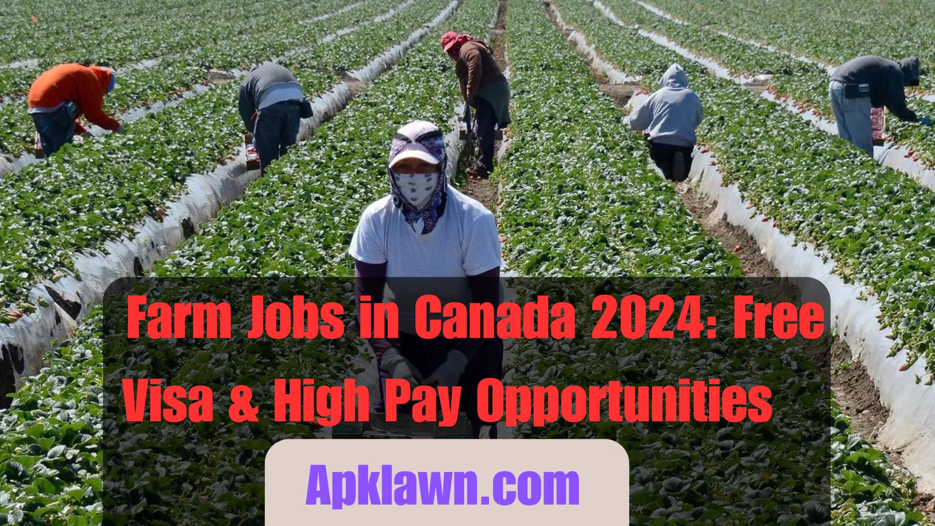 Farm Jobs in Canada 2024: Free Visa & High Pay Opportunities