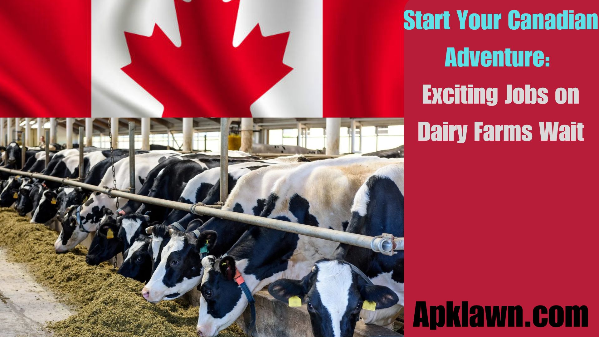 Start Your Canadian Adventure: Exciting Jobs on Dairy Farms Wait