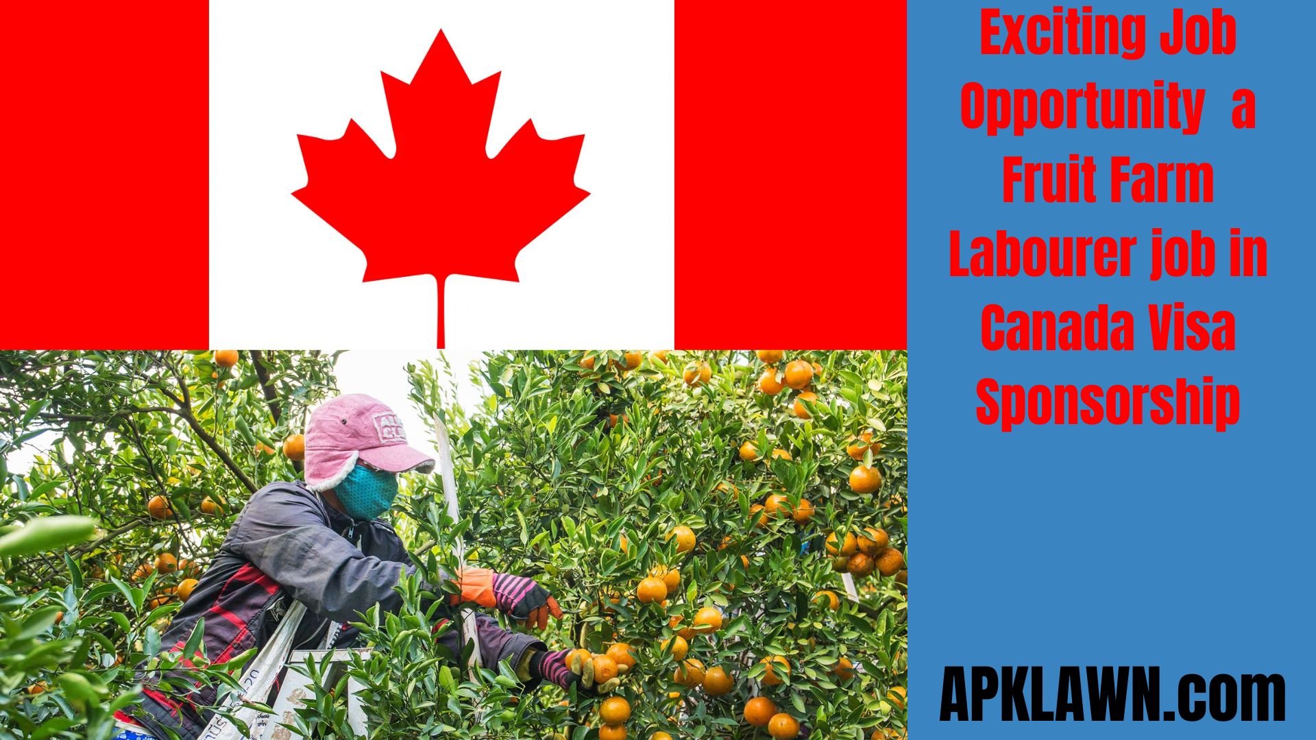 Harvest the Rewards: Exciting Job Opportunity at King Tomatoes as a Fruit Farm Labourer in Oliver, BC