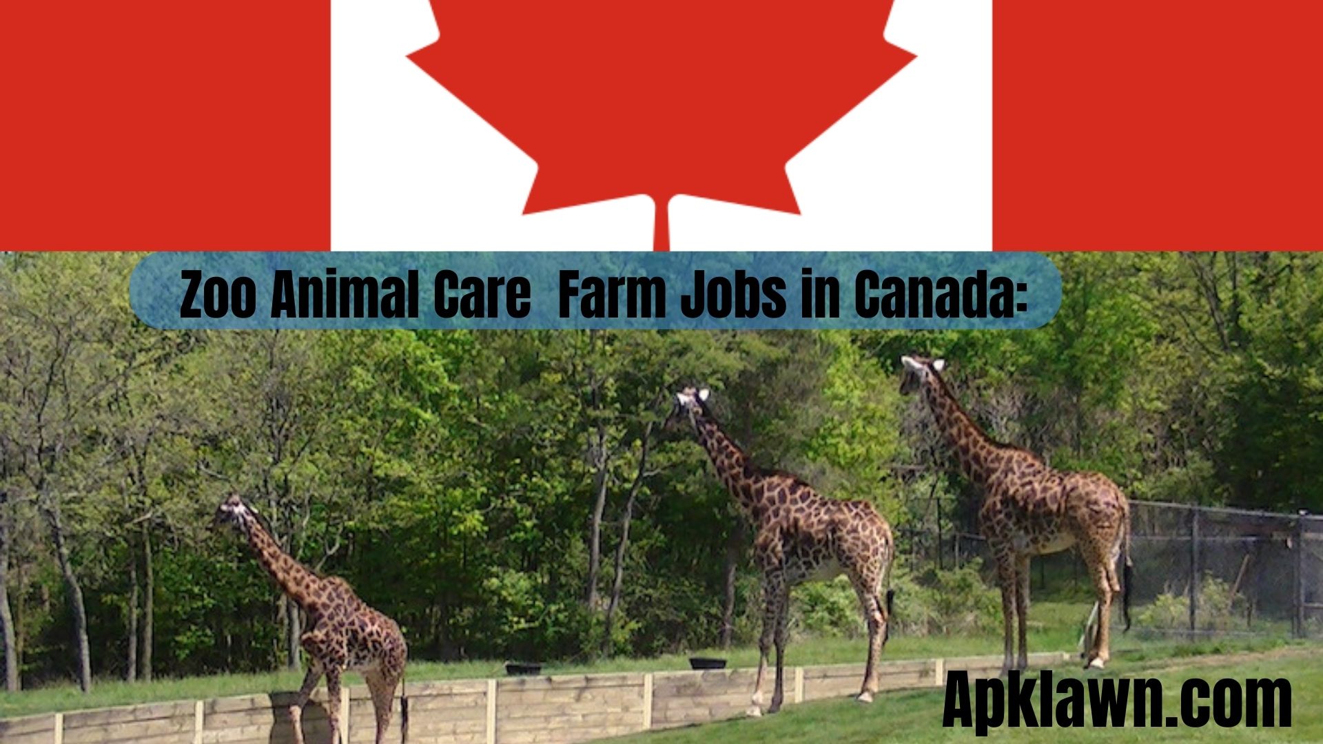 Jobs in Farm and Zoo Animal Care in Canada: An Invitation to All Animal Lovers